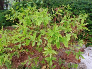 Guava tree in the park