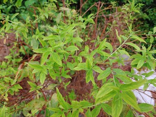 Guava tree in the park