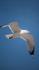 Obraz premium Seagull 