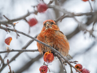 Red Crossbill male sitting on the tree branch and eats wild apple berries. Crossbill bird eats...