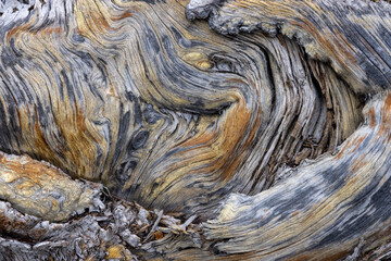 Weathered Wood Grain Texture of a Dead Tree