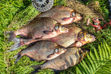 Big fresh bream. Freshly caught river fish. Large tasty fish close-up. Fishing for spinning and feeder. Sports fishing.