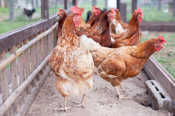 Chickens on traditional free  poultry farming.