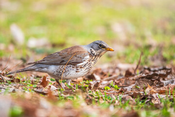 Fieldfare, Turdus pilaris, on a sprng lawn.