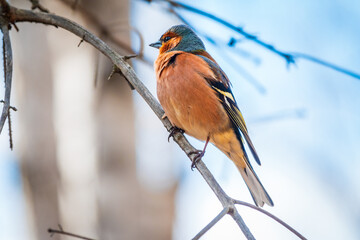 Common chaffinch, Fringilla coelebs, sits on a tree. Common chaffinch in wildlife.