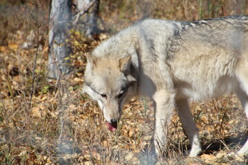 wolf in the forest