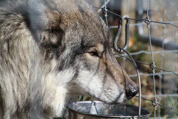 Fototapeta premium gray wolf canis lupus
