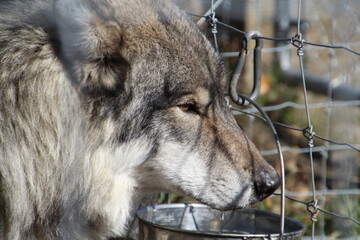 gray wolf canis lupus