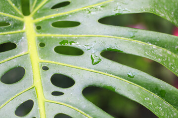 Fototapeta na wymiar Monstera leaf. Tropical leaf close-up with dew drops. Fresh green background.