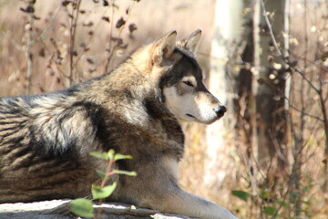 Naklejka na ściany i meble gray wolf lupus
