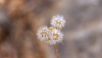 Pretty Dandelions Flower Seeds in the Forest