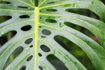 Monstera leaf. Tropical leaf close-up with dew drops. Fresh green background.