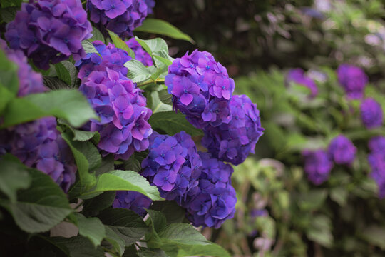 Purple Hydrangea flowers are in bloom in the hydrangea garden. It is a close-up photo of Hydrangea.