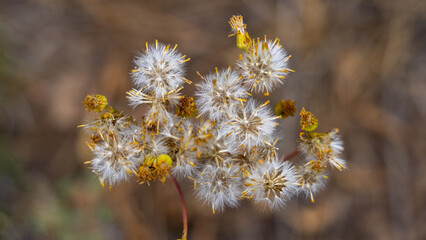 Pretty Dandelions Flower Seeds in the Forest