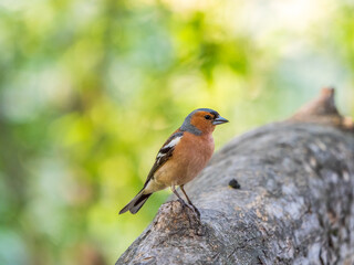 Common chaffinch, Fringilla coelebs, sits on a tree. Common chaffinch in wildlife.