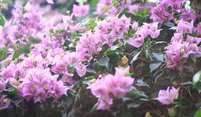 Bougainvillea flowers and bougainvillea plant tree in summer season. This Bougainvillea flowers are pink and purple.