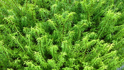 Wrightia religiosa leaves background, copy space.
