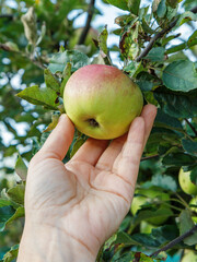 Gardener hand picking apple. Hand reaches for the apple on the tree