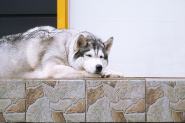 a big husky dog lies on the doorstep and watches