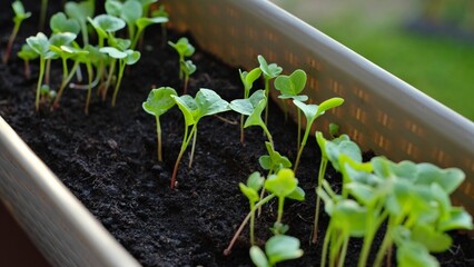 vegetables end herbs  plants in a pot