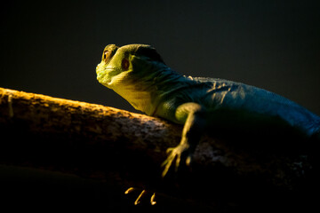 Lizard on tree with sunlit face