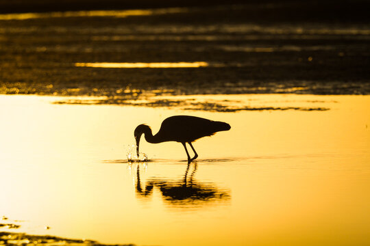 White faced heron at sunset with reflection