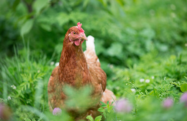 Brown young chicken in the garden walks on the grass.