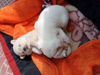 Sleeping puppy