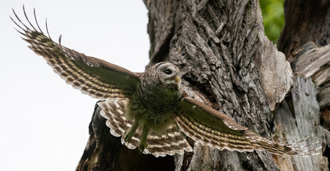 Mama Barred Owl spreading its wings