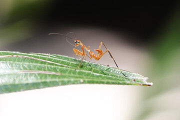 grasshopper on palm leaf
