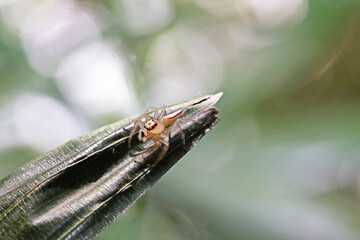 Jumper spider on palm leaf