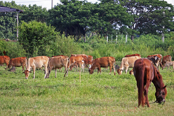 Fototapeta na wymiar Horse and cows in the field