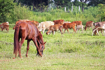 Naklejka na ściany i meble Horse and cows in the field