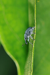 Blue beetle on green leaf