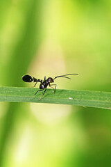 A fly on green leaf