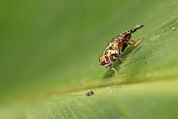A fly on leaf