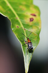 bug on leaf