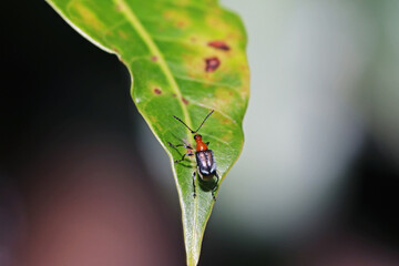bug on leaf
