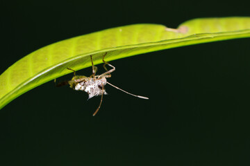 A beetle on a leaf