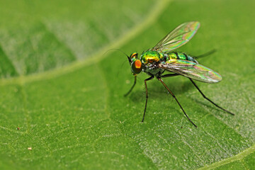 close up of a fly