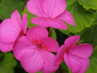 close up of pink flower