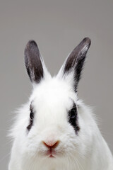 white rabbit. Funny Easter bunny