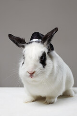 white rabbit with hat on his head. Funny fluffy rabbit