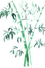 Bamboo Watercolor clipart botanikal. Ink Painting for Korean Chuseok.Watercolor flowers Bamboo.