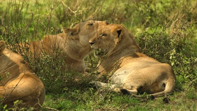 Lionesses lie and lick each other's ears in the wild African savannah in the Serengeti National Park, Tanzania