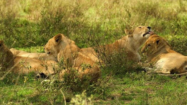 Lion family: A lion, several lionesses and a small lion cub lie and rest in the wild of the African savannah in the Serengeti National Reserve, Tanzania