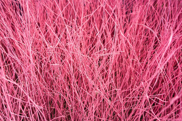 Beautiful Pink straw background. Line pattern and Textured of tree trunks or branches. Art natural wallpaper.
