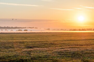 On the horizon, the morning forest in the fog