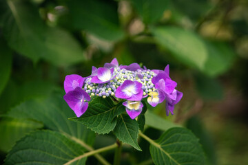 Blue hydrangea flowers. In the Japanese garden.