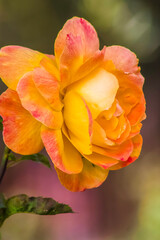 A peach color Tea Rose